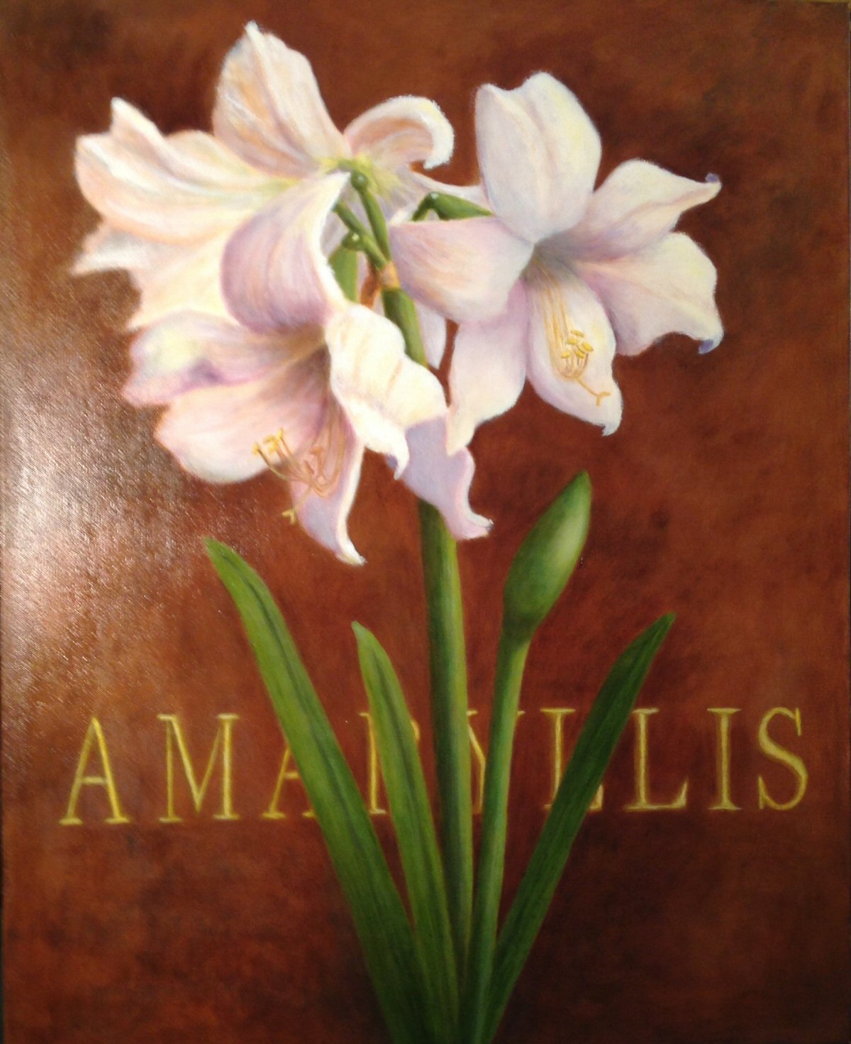 Margaret Hillen - Amaryllis - Oil