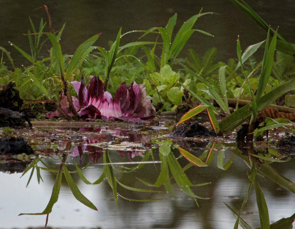 Lilies on the Amazon - Rick Reda