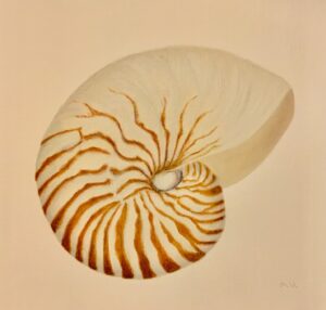 Maggie Hillen - Nautilus Shell